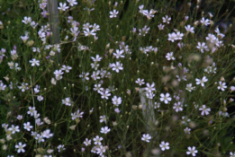 Petrorhagia saxifraga Kleine mantelanjer bestellen